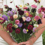Pincushion Formula Mix Scabiosa Seeds