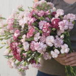 Chabaud Benigna Dianthus Seeds
