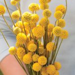 Sun Ball Craspedia Seeds