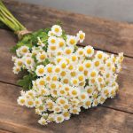 Magic Single Organic Matricaria Seeds
