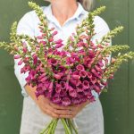 Camelot Rose Pelleted (F1) Digitalis Seeds
