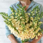 Camelot Cream Pelleted (F1) Digitalis Seeds