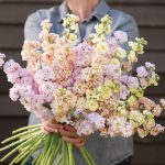 Iron Pastel Mix Stock Seeds