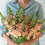 Dalmatian Peach Pelleted (F1) Digitalis Seeds