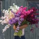 Katz Formula Mix Stock Seeds