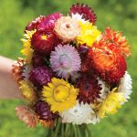 Sultane Mix Strawflower Seeds