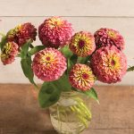 Queeny Red Lime Zinnia Seeds