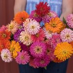 Cactus Flowered Mix Zinnia Seeds
