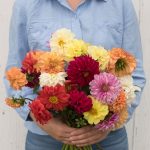 Giant Hybrid Mix Dahlia Seeds