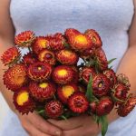 Copper Red Strawflower Seeds