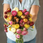 Monstrosum Tall Mix Strawflower Seeds