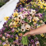 Frizzle Sizzle Mini Tapestry Viola Seeds