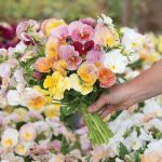 Imperial™ Antique Shades (F1) Viola Seeds