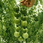Sungreen 4029 (F1) Tomato Seeds