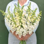 Camelot White Pelleted (F1) Digitalis Seeds