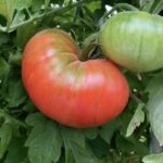 Lebanese Organic Tomato Seedlings