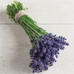 Ellagance Purple Lavender Seeds