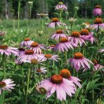 Echinacea purpurea Echinacea Seeds