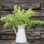 Bells of Ireland Seeds