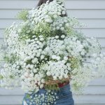 White Dill Ammi Seeds