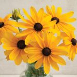 Indian Summer Rudbeckia Seeds