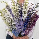 Magic Fountains Mix Delphinium Seeds