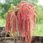 Coral Fountain Amaranthus Seeds