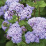 Tall Blue Planet (F1) Ageratum Seeds