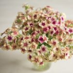 Cherry Caramel Phlox Seeds