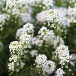 Sweet Alyssum Flower Seeds