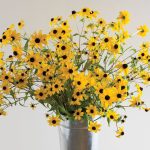 Rudbeckia Triloba Organic Seeds