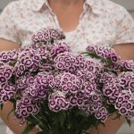 Sweet™ Purple White Bicolor (F1) Dianthus Seeds