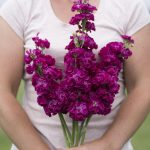 Iron Rose Stock Seeds