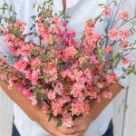 Elegant Salmon Clarkia Seeds