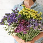 Johnny's Statice Formula Mix Statice Seeds