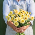 Ivory Princess Calendula Seeds