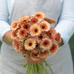 Orange Flash Calendula Seeds