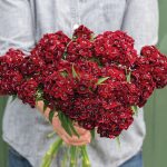 Sweet™ Black Cherry Pelleted (F1) Dianthus Seeds