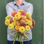 Queeny Formula Mix Zinnia Seeds