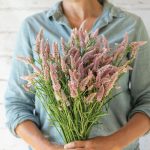 Flamingo Feather Celosia Seeds