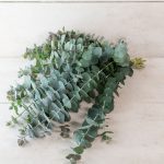 Baby Blue Eucalyptus Seeds