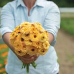 Pacific Apricot Beauty Calendula Seeds