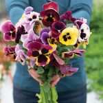 Aalsmeer King Size Mix Viola Seeds
