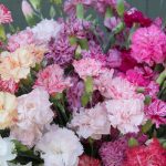 Chabaud Picotee Double Mix Dianthus Seeds