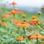Mexican Sunflower Tithonia Seeds