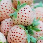 White Alpine Strawberry Seeds