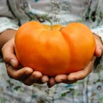 Dr. Wyche's Yellow Organic Tomato Seeds