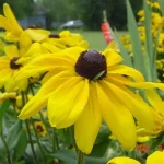 Yellow Coneflower Seeds