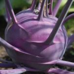 Purple Vienna Kohlrabi Seeds