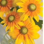 Prairie Sun Rudbeckia Seeds